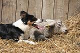 BORDER COLLIE - MOUTONS 072